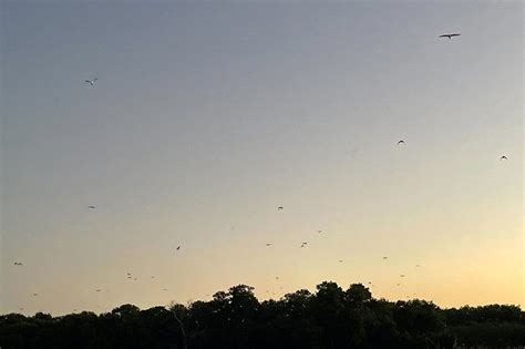 Balanga’s wetland park offers refuge for migratory birds, .